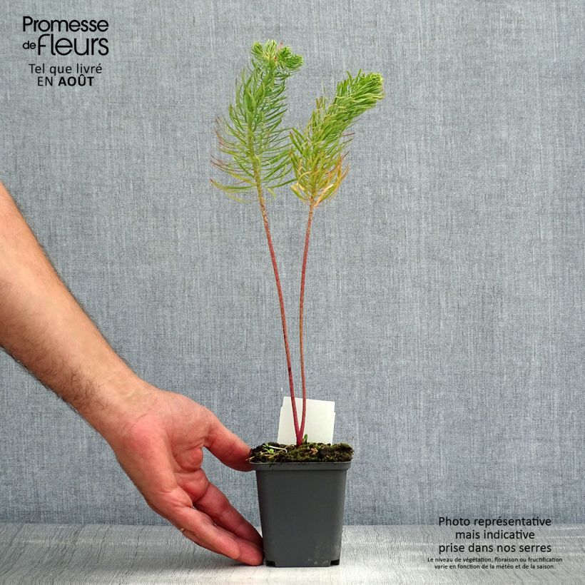 Esemplare di Euphorbia cyparissias - Euforbia cipressina Vasetto da 8/9 cm consegnato in estate