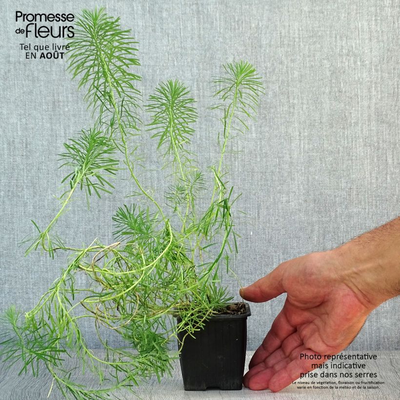 Esemplare di Euphorbia waldsteinii Betten Vasetto da 8/9 cm consegnato in estate