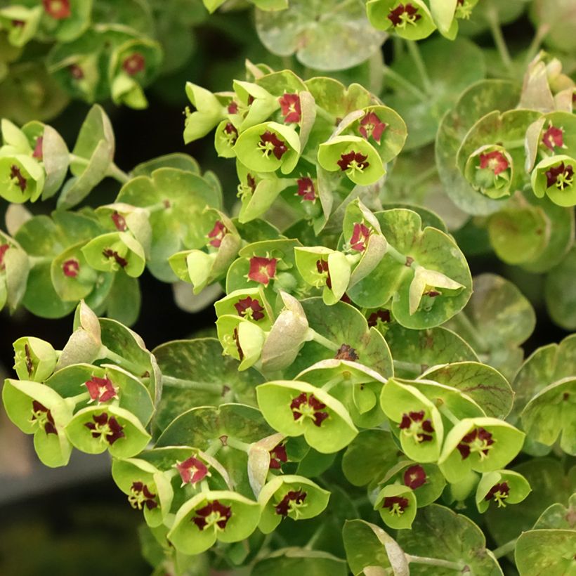 Euphorbia martinii (Fioritura)