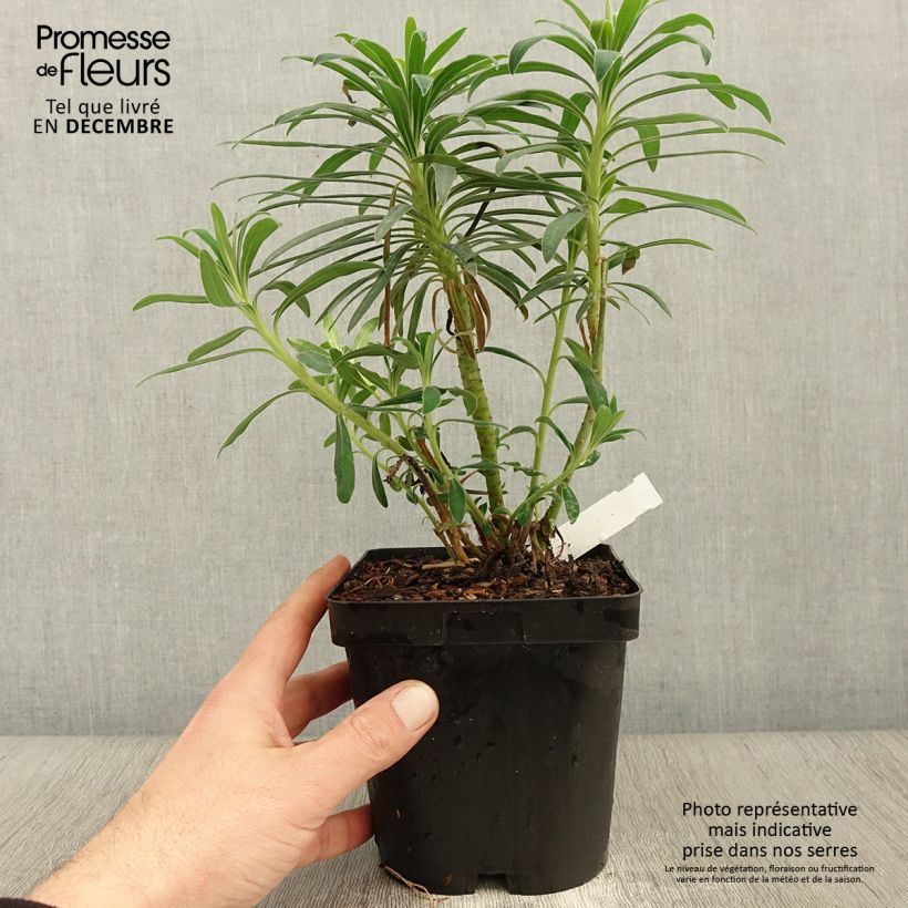 Esemplare di Euphorbia characias - Euforbia cespugliosa Vaso da 2L/3L come consegnato in autunno