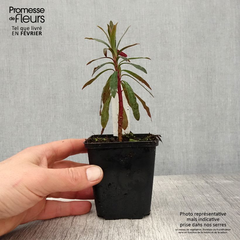 Euphorbia characias Purple and Gold Vasetto da 8/9 cm esemplare consegnato in inverno