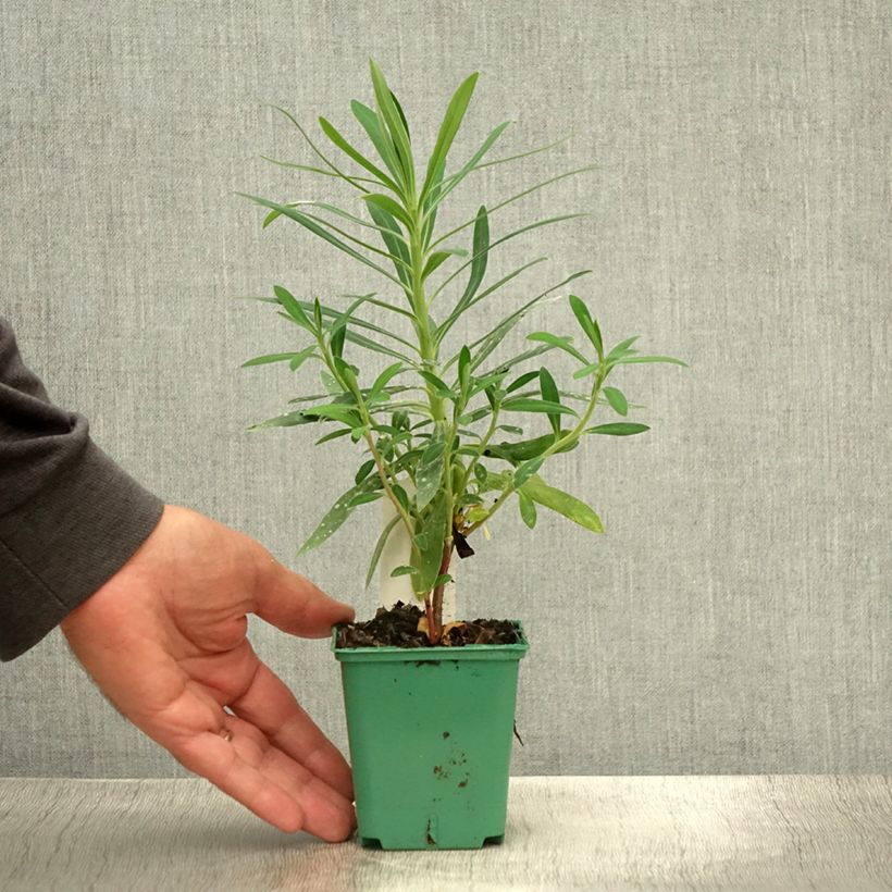 Esemplare di Euphorbia characias subsp. characias Vasetto da 8/9 cm consegnato in estate