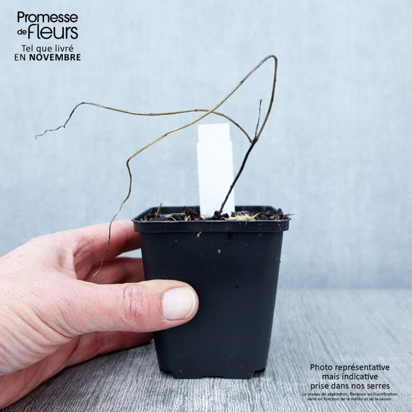 Esemplare di Euphorbia griffithii Dixter Vasetto da 8/9 cm come consegnato in autunno