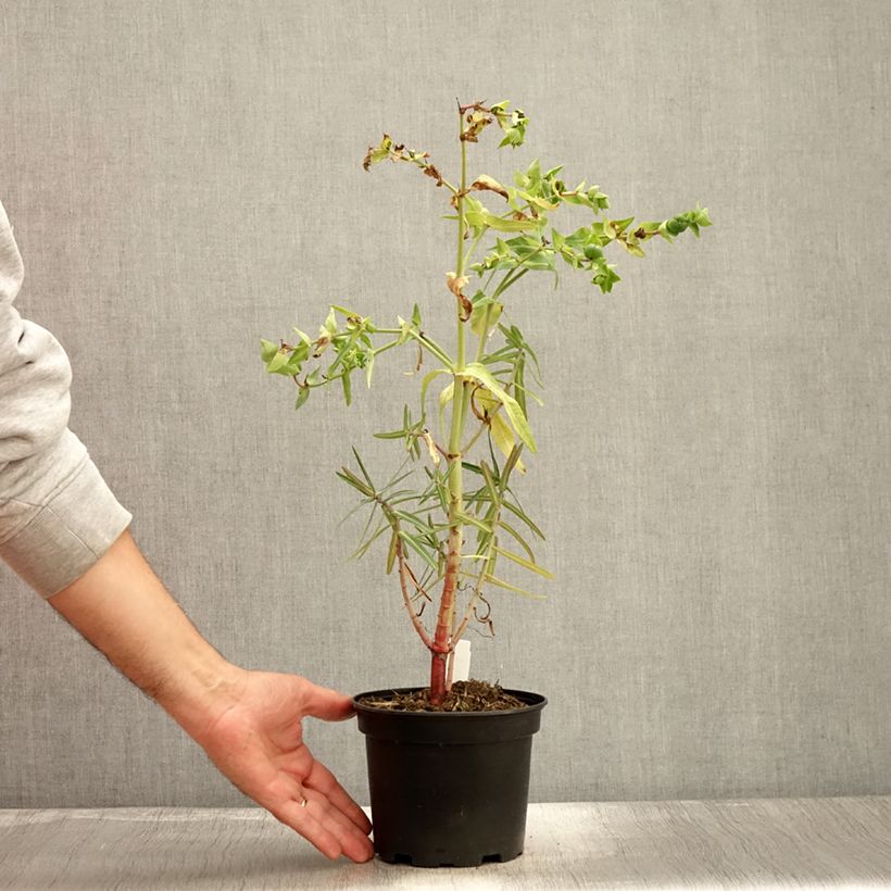 Esemplare di Euphorbia lathyris - Euforbia catapuzia Vaso da 2L/3L come consegnato in autunno