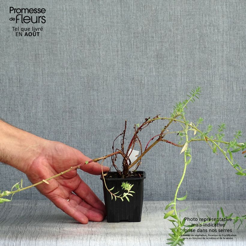 Esemplare di Euphorbia pithyusa subsp. cupanii Ponte Leccia Vasetto da 8/9 cm consegnato in estate