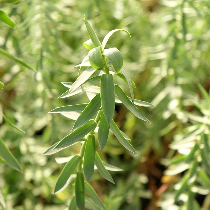 Euphorbia pithyusa subsp. cupanii Ponte Leccia (Fogliame)