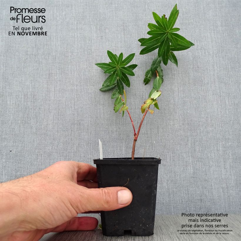 Esemplare di Euphorbia wallichii Vasetto da 8/9 cm come consegnato in autunno