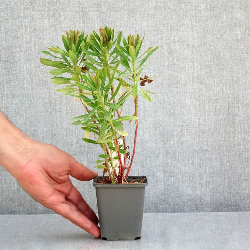 Esemplare di Euphorbia martinii Baby Charm Vasetto da 8/9 cm consegnato in estate
