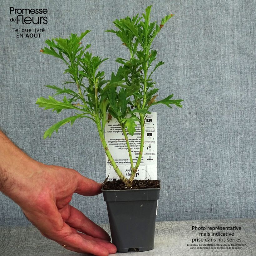 Esemplare di Euryops chrysanthemoides Sonnenschein Vasetto da 8/9 cm consegnato in estate