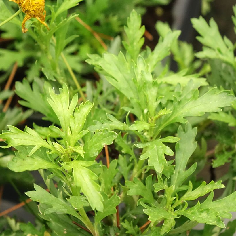Euryops evansii (Fogliame)