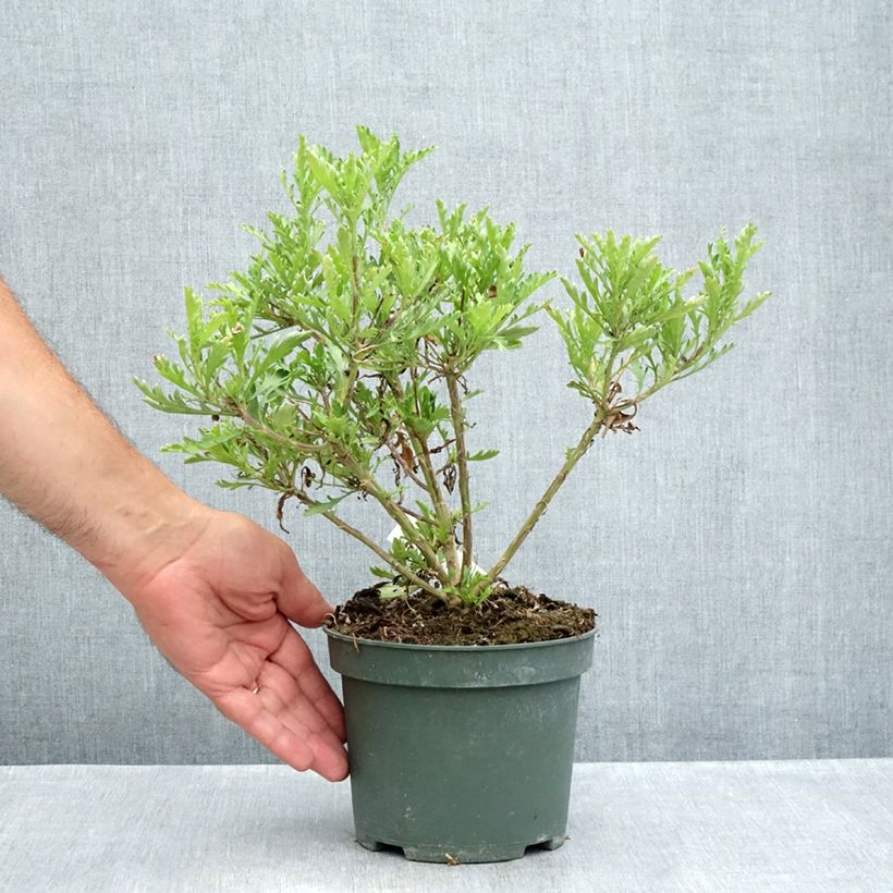 Esemplare di Euryops evansii  Vaso da 2L/3L consegnato in estate