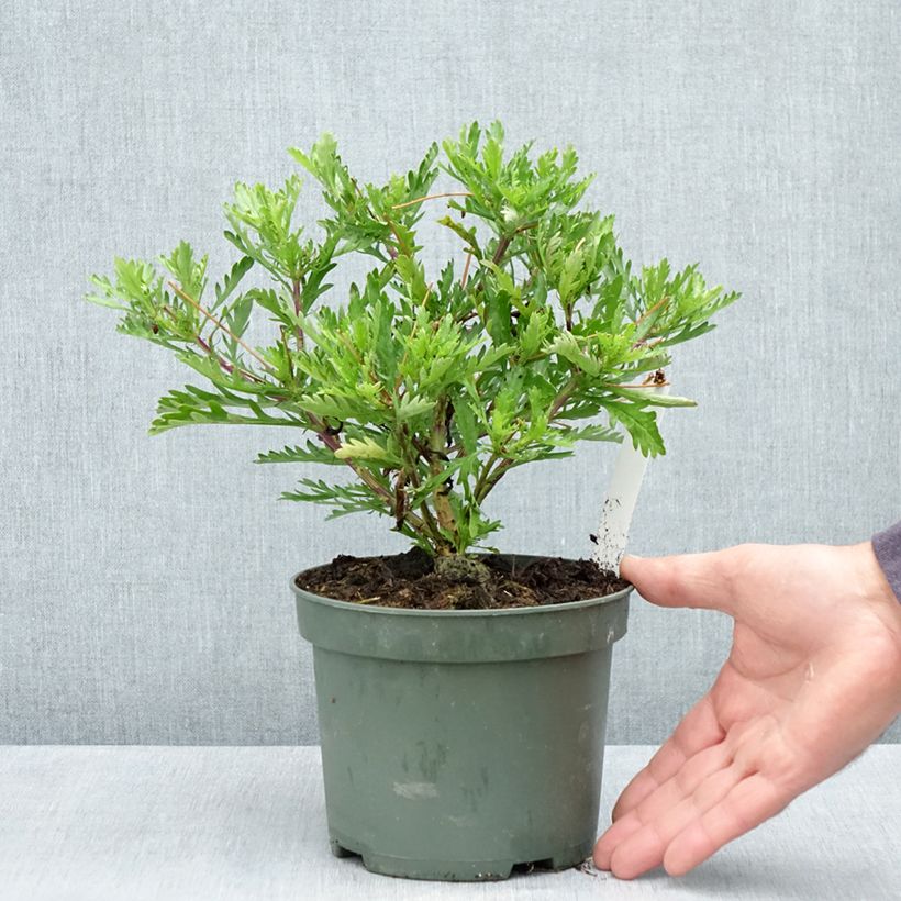 Euryops evansii  Vaso da 2L/3L esemplare consegnato in primavera
