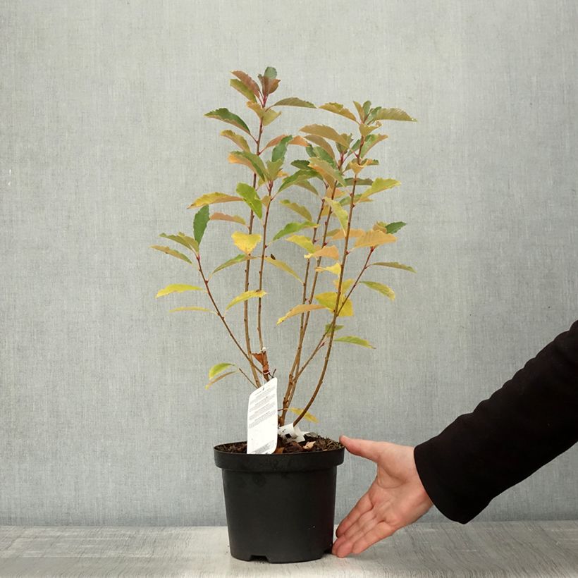 Esemplare di Exochorda racemosa Blushing Pearl Vaso da 3L/4L come consegnato in autunno