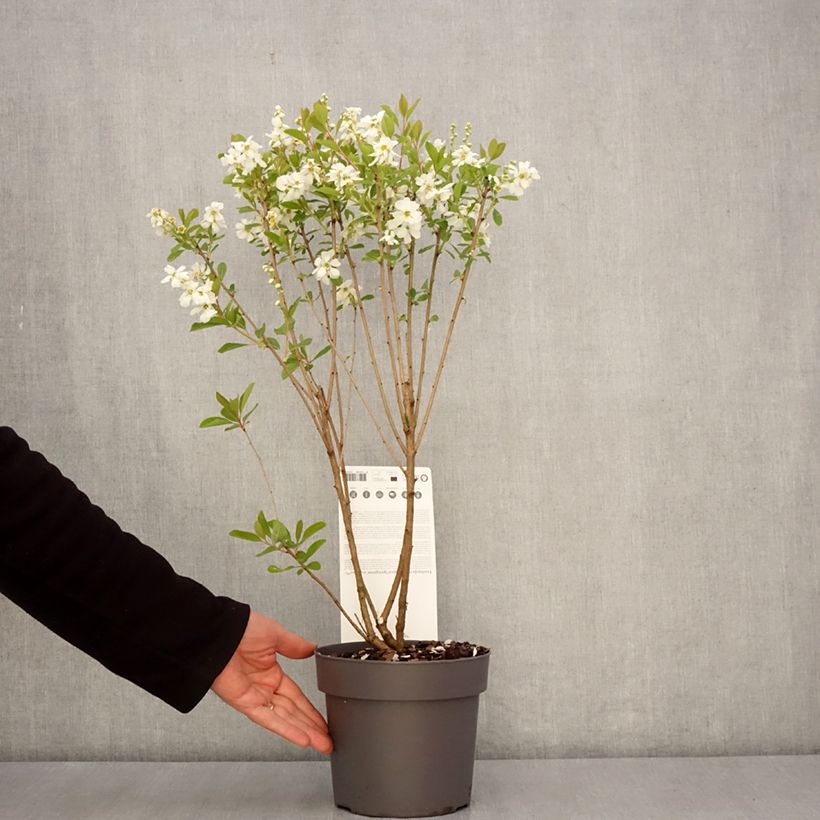 Exochorda racemosa Magical Springtime Pot de 2L/3L esemplare consegnato in primavera