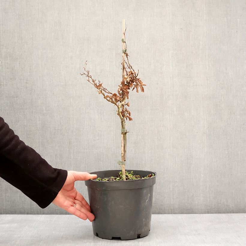 Fagus sylvatica Asterix - Faggio nano Vaso da 4L/5L esemplare consegnato in inverno