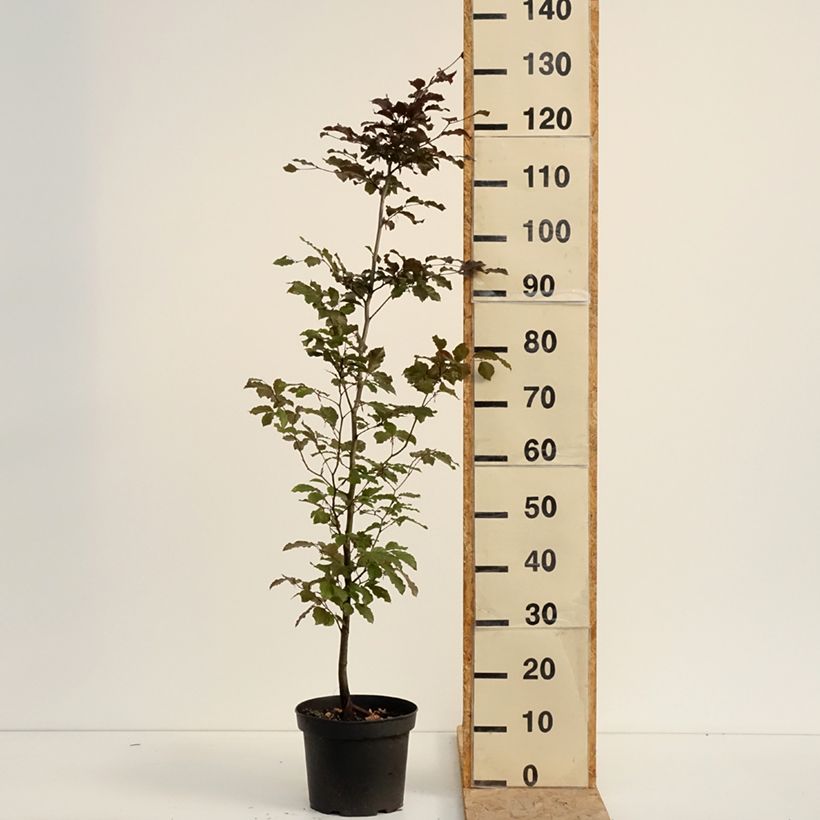Esemplare di Fagus sylvatica Atropurpurea - Faggio ramato Vaso da 4L/5L consegnato in estate
