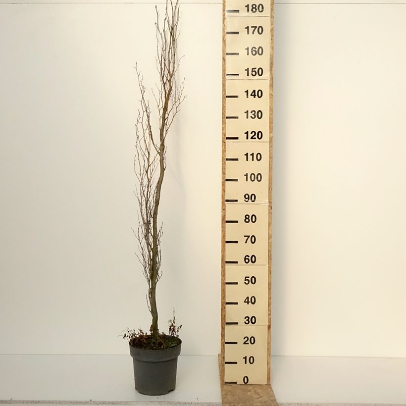 Fagus sylvatica Callista - Faggio Vaso da 7,5L/10L esemplare consegnato in inverno