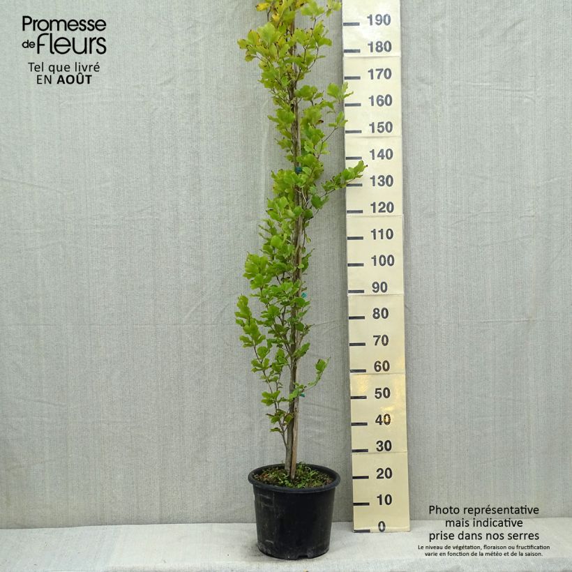 Esemplare di Fagus sylvatica Dawyck Gold - Faggio fastigiato dorato Vaso da 12L/15L consegnato in estate