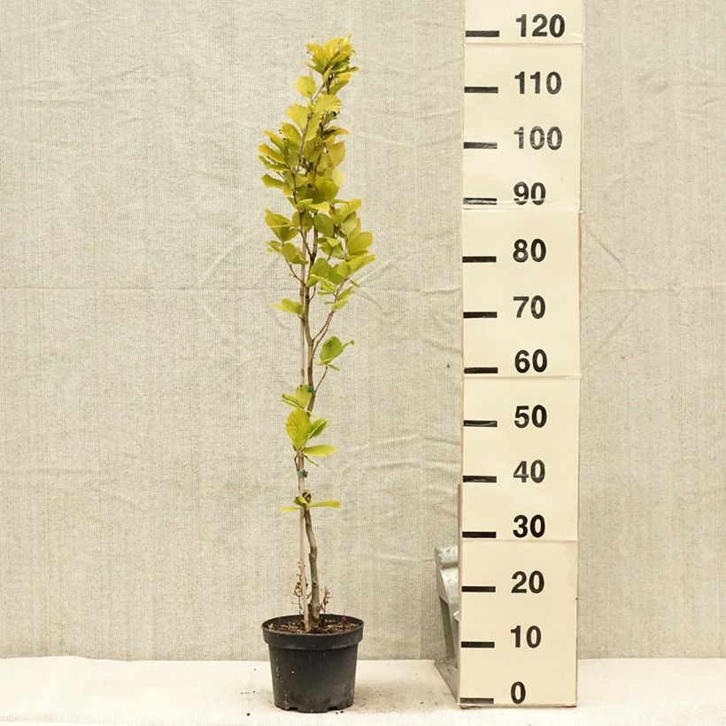 Esemplare di Fagus sylvatica Dawyck Gold - Faggio fastigiato dorato Vaso da 2L/3L consegnato in estate