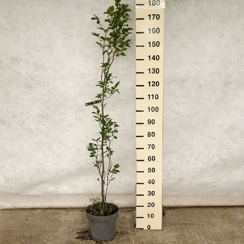 Esemplare di Fagus sylvatica Dawyck - Faggio fastigiato Vaso da 7,5L/10L consegnato in estate