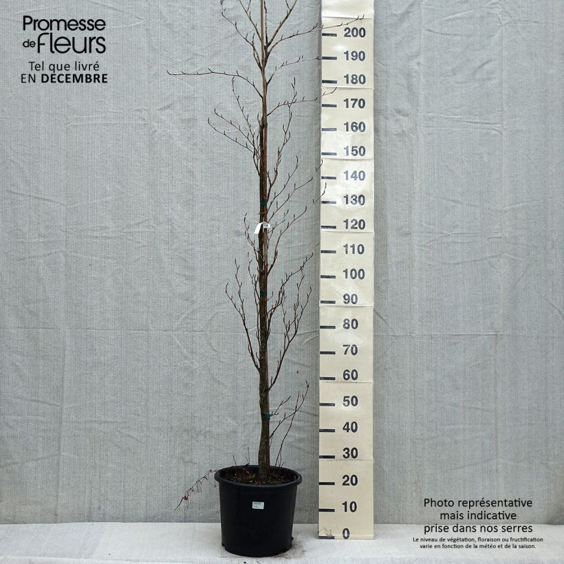 Fagus sylvatica Dawyck Purple - Faggio fastigiato Vaso da 12L/15L esemplare consegnato in inverno