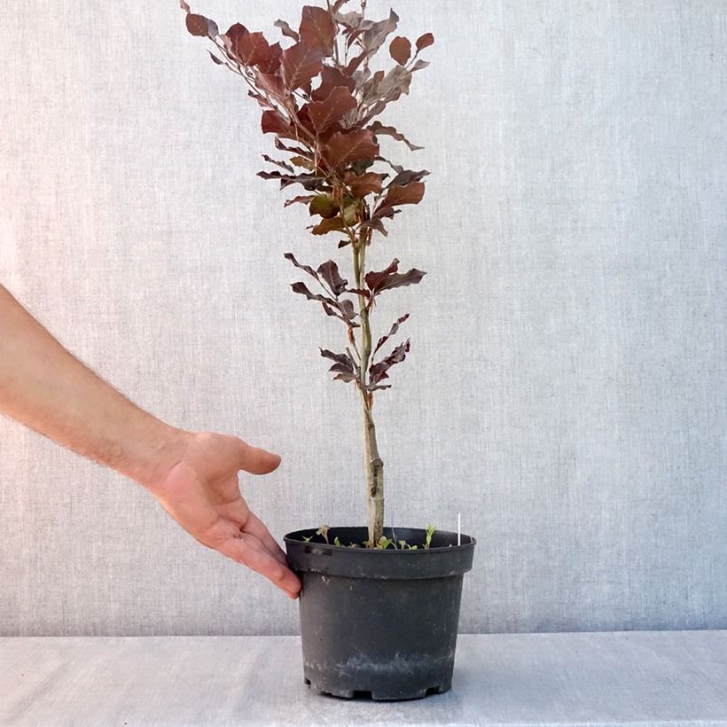 Esemplare di Fagus sylvatica Dawyck Purple - Faggio fastigiato Vaso da 2L/3L consegnato in estate