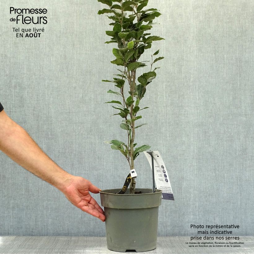 Esemplare di Fagus sylvatica Dawyck Purple - Faggio fastigiato Vaso da 4L/5L consegnato in estate