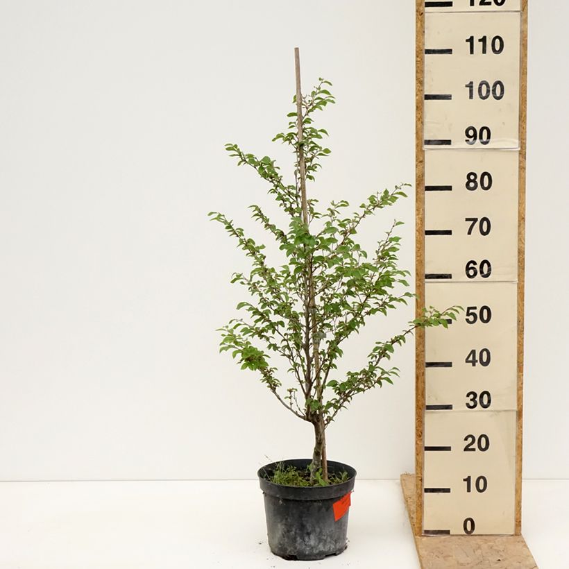 Fagus sylvatica Felderbach - Faggio nano Vaso da 4L/5L esemplare consegnato in primavera