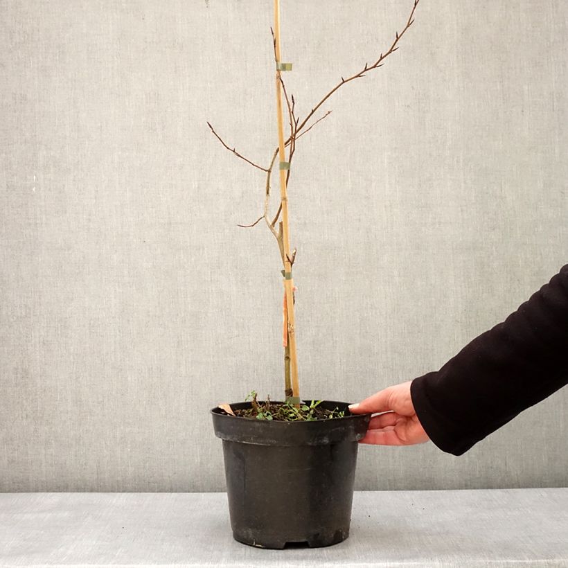 Fagus sylvatica Franken - Faggio nano Vaso da 4L/5L esemplare consegnato in inverno