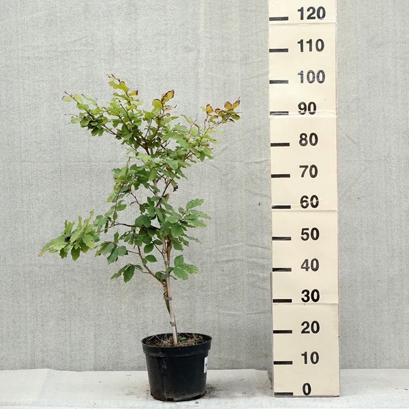 Esemplare di Fagus sylvatica Marmor Star - Faggio Vaso da 4L/5L consegnato in estate