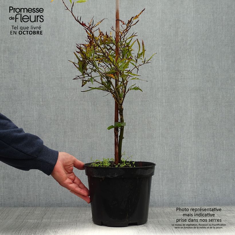Esemplare di Fagus sylvatica Mercedes - Faggio nano Vaso da 4L/5L come consegnato in autunno