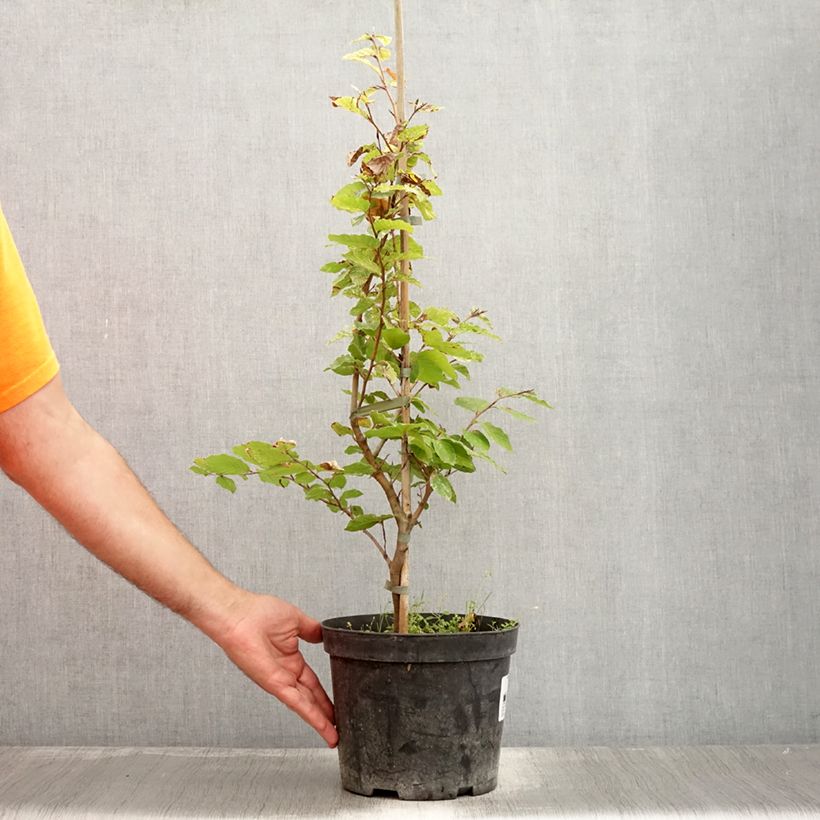 Esemplare di Fagus sylvatica Rolf Marquardt - Faggio Vaso da 4L/5L consegnato in estate