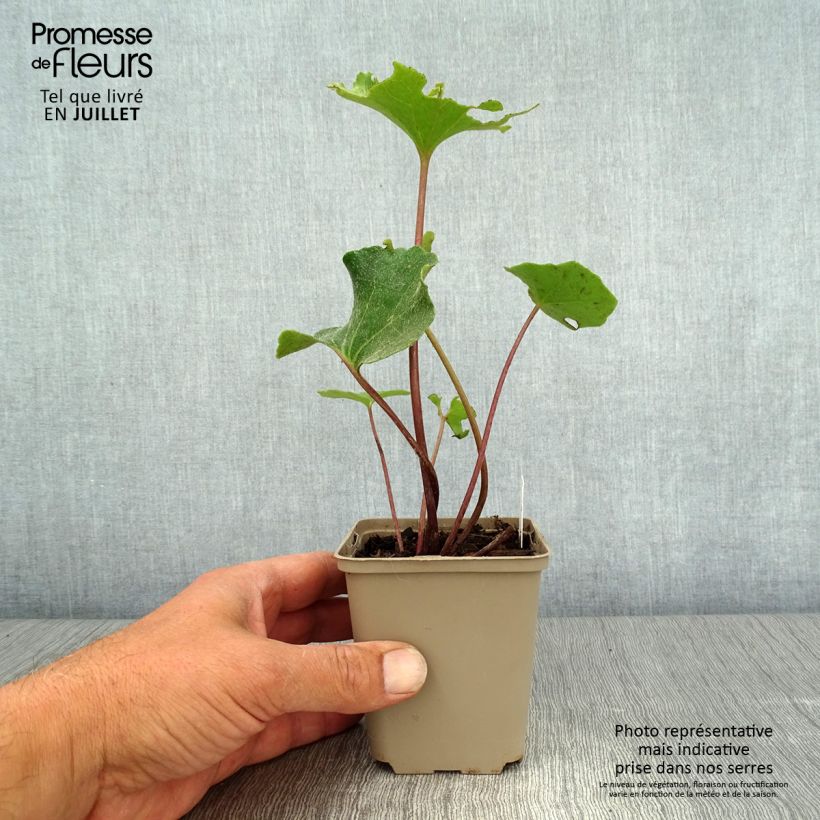 Esemplare di Farfugium japonicum Wavy Gravy Vasetto da 8/9 cm consegnato in estate