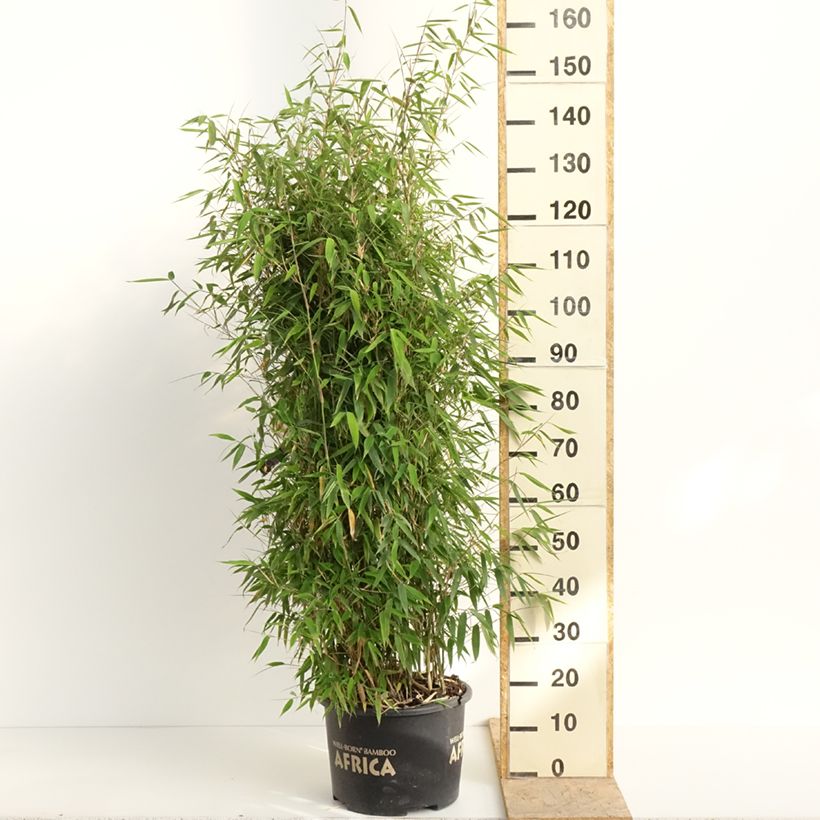 Fargesia murielae Ivory Ibis Vaso da 7,5L/10L esemplare consegnato in primavera