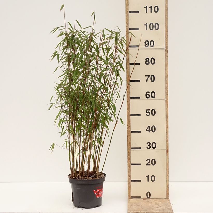 Fargesia murielae Violet Woods Vaso da 4L/5L esemplare consegnato in inverno