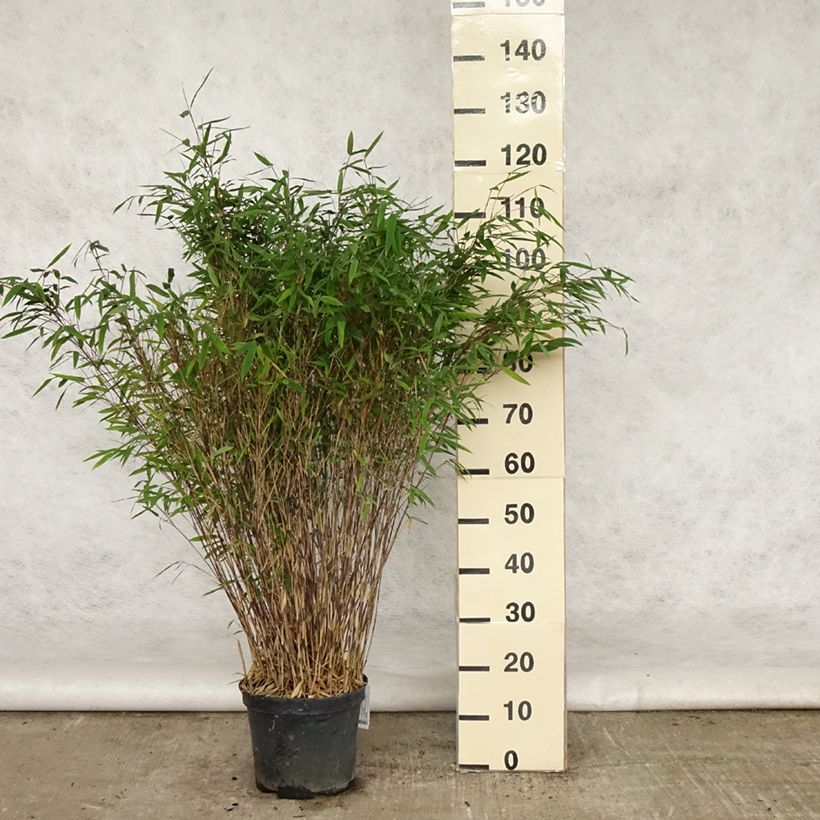 Esemplare di Fargesia nitida Gansu Vaso da 7,5L/10L consegnato in estate