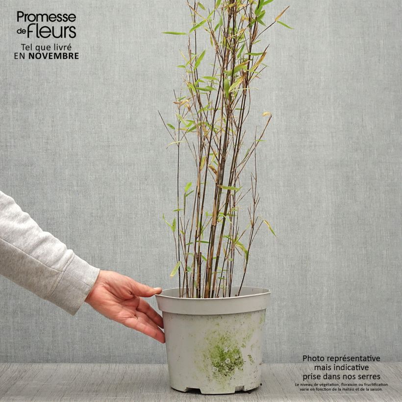 Esemplare di Fargesia nitida Trifina Black Vaso da 4L/5L come consegnato in autunno
