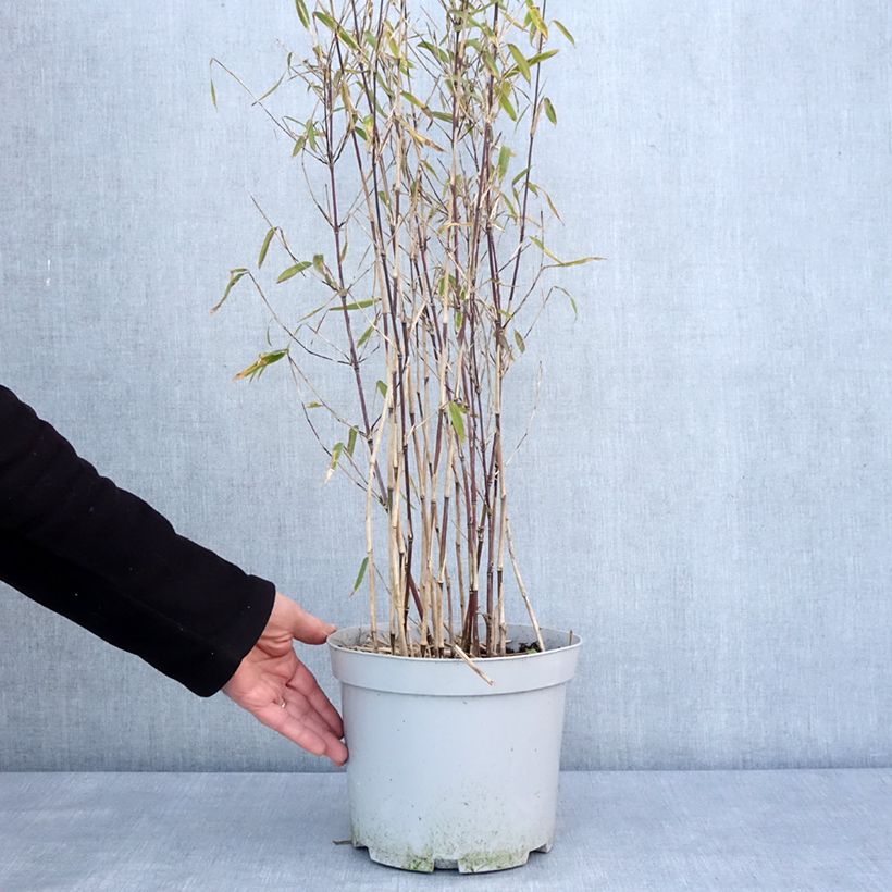 Fargesia nitida Trifina Black - Bambou non traçant pot de 4/5L esemplare consegnato in inverno