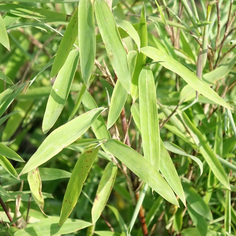 Fargesia nitida Trifina Black (Fogliame)