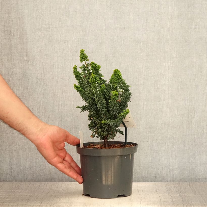 Esemplare di Chamaecyparis obtusa Juniperoides - Cipresso di Hinoki Vaso da 2L/3L consegnato in estate