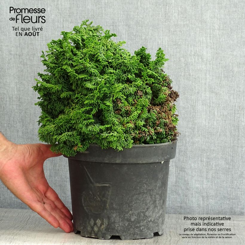 Esemplare di Chamaecyparis obtusa Kosteri - Cipresso di Hinoki Vaso da 4L/5L consegnato in estate