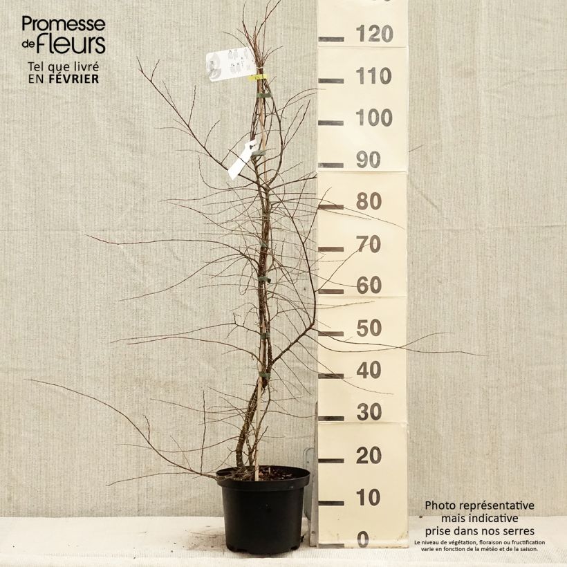 Nothofagus antarctica - Faggio australe Vaso da 4L/5L esemplare consegnato in inverno