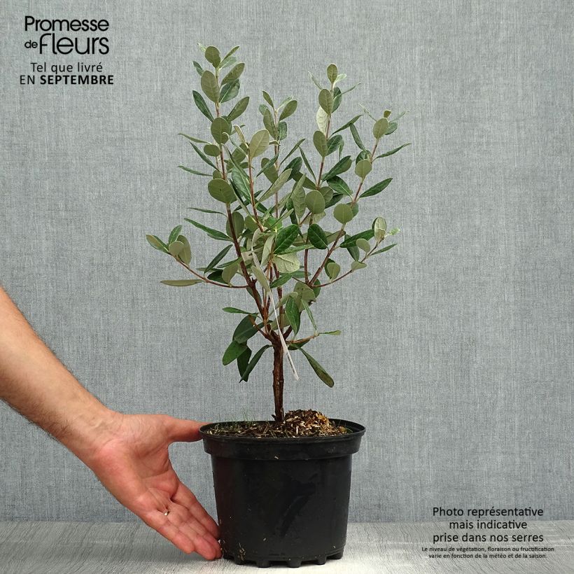 Esemplare di Feijoa Apollo Vaso da 3L/4L come consegnato in autunno