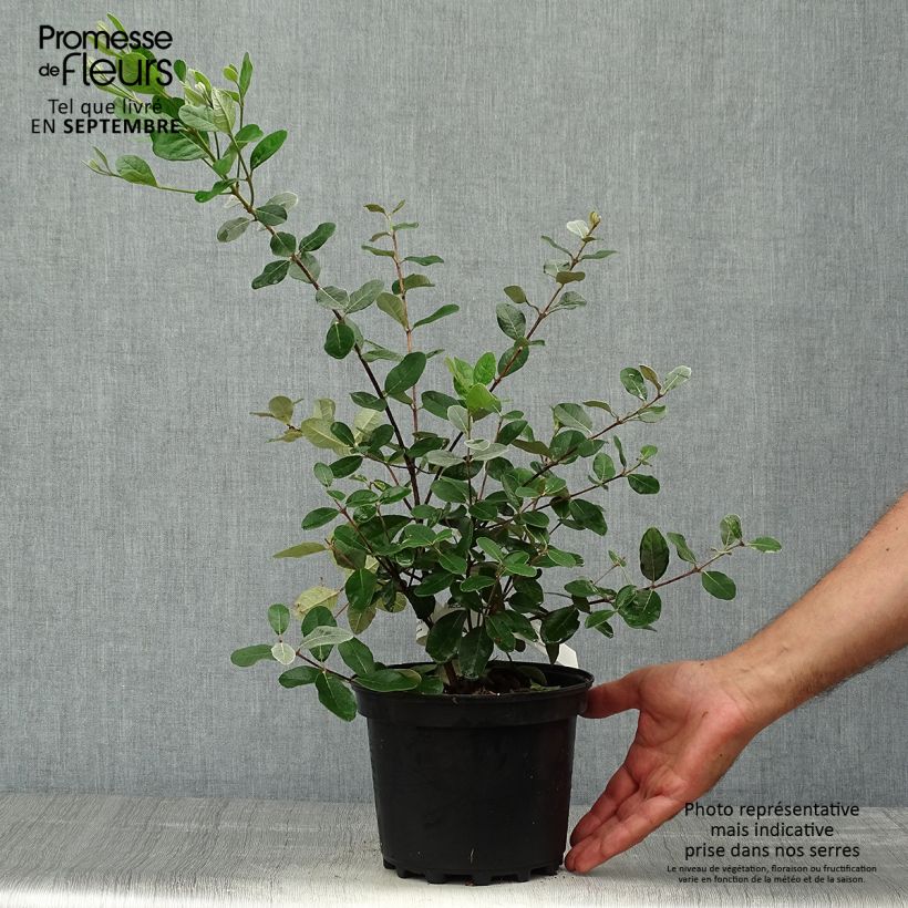 Esemplare di Feijoa Triumph Vaso da 3L/4L come consegnato in autunno