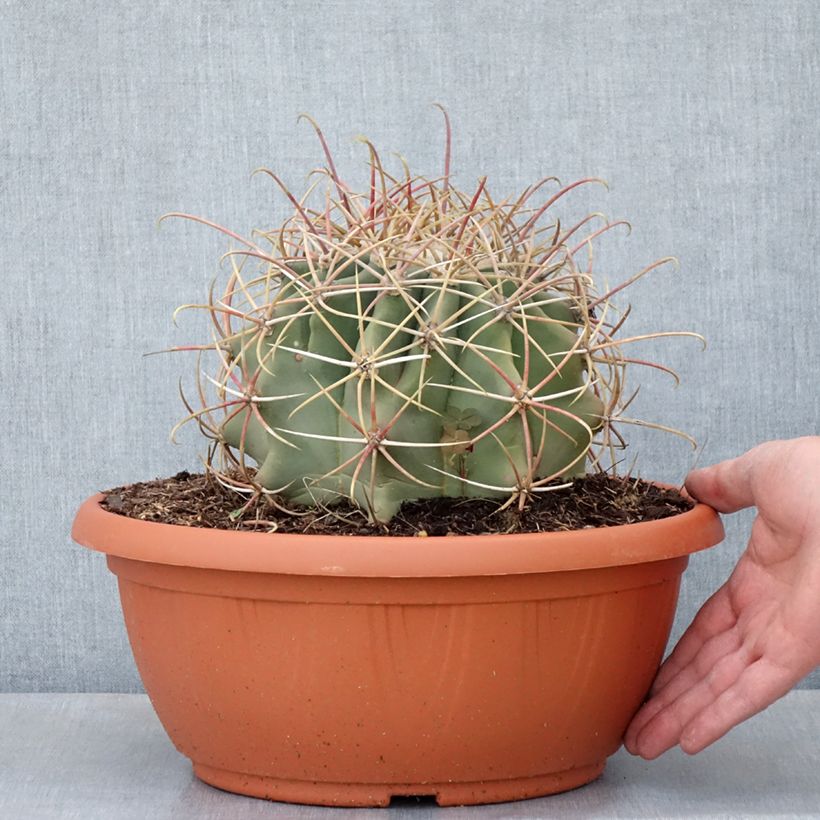 Ferocactus emoryi Ciotola da 7,5L/10L esemplare consegnato in primavera