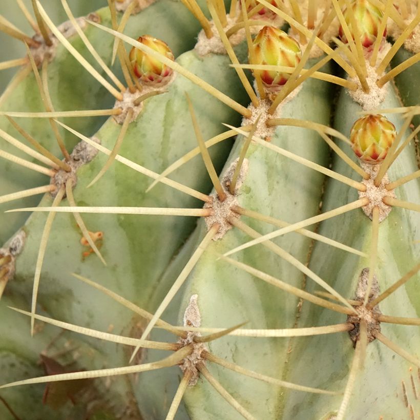 Ferocactus glaucescens (Fogliame)