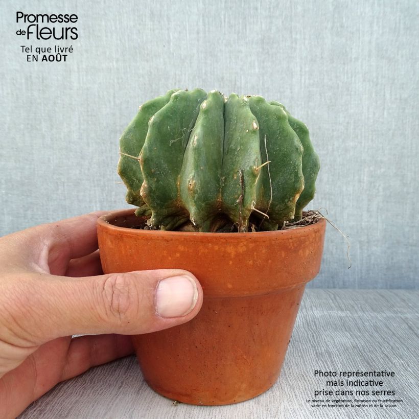 Esemplare di Ferocactus glaucescens Inermis Vaso da Ø 12 cm / 13 cm consegnato in estate