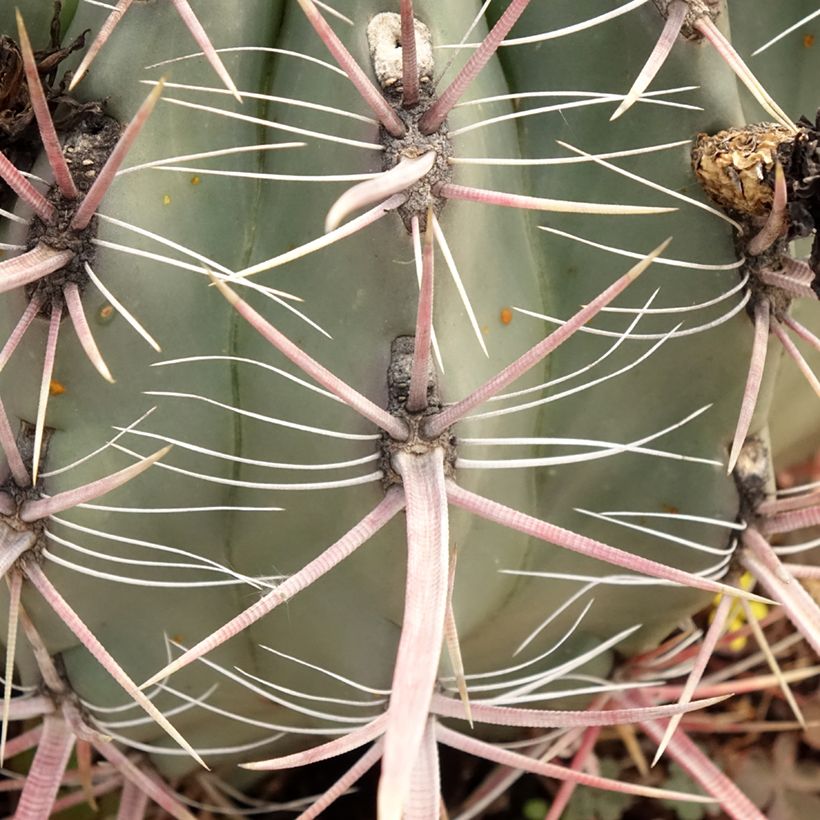 Ferocactus gracilis subsp. coloratus (Fogliame)