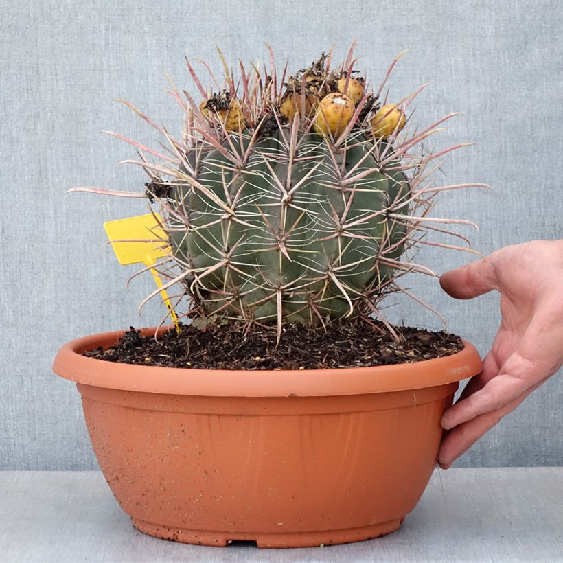 Ferocactus gracilis subsp. coloratus Ciotola da 7,5L/10L esemplare consegnato in primavera
