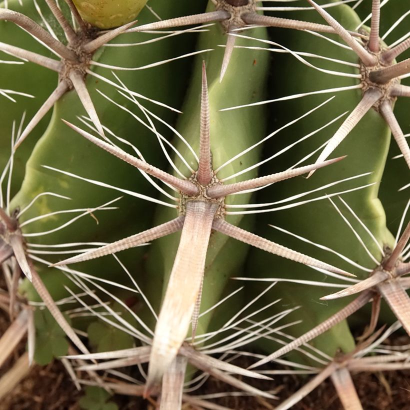 Ferocactus horridus (Fogliame)